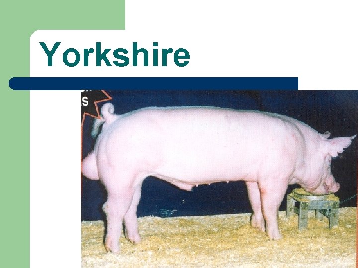 Yorkshire 