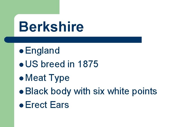 Berkshire l England l US breed in 1875 l Meat Type l Black body