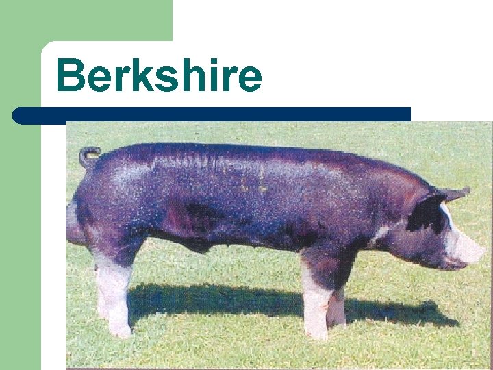 Berkshire 