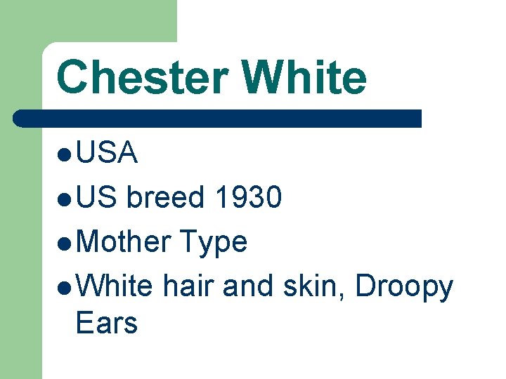 Chester White l USA l US breed 1930 l Mother Type l White hair