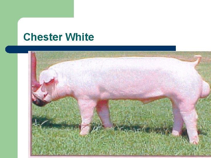Chester White 