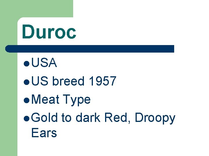 Duroc l USA l US breed 1957 l Meat Type l Gold to dark