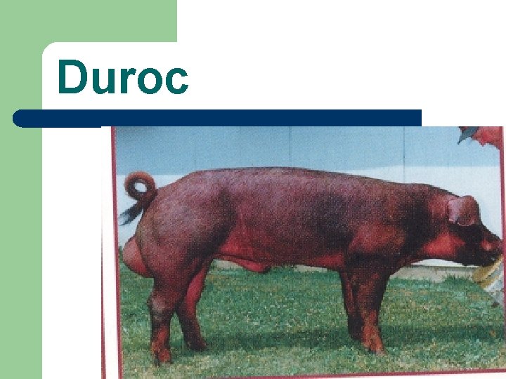 Duroc 