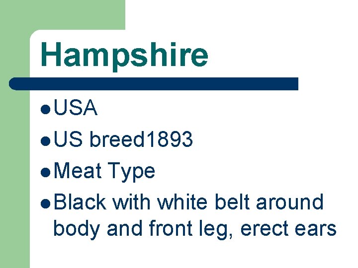 Hampshire l USA l US breed 1893 l Meat Type l Black with white