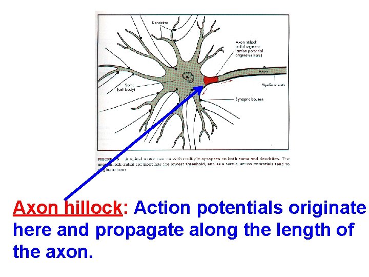 Axon hillock: Action potentials originate here and propagate along the length of the axon.