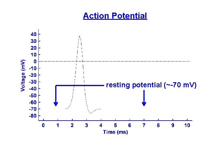 Action Potential resting potential (~-70 m. V) 