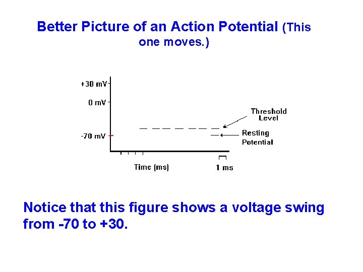 Better Picture of an Action Potential (This one moves. ) Notice that this figure