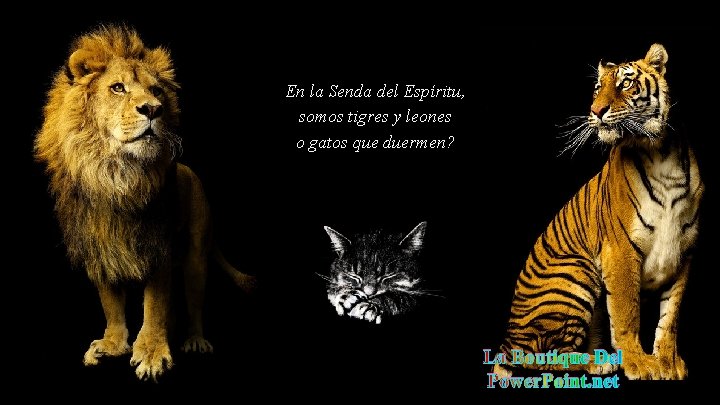 En la Senda del Espíritu, somos tigres y leones o gatos que duermen? La