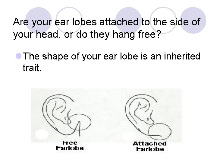 Are your ear lobes attached to the side of your head, or do they