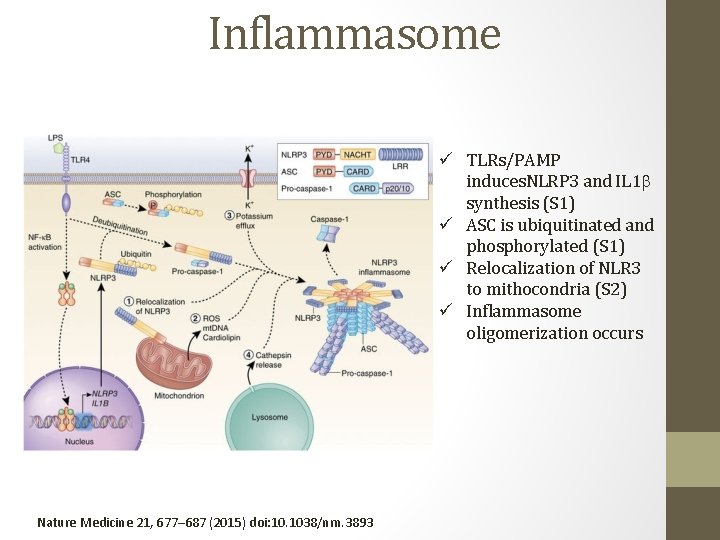 Inflammasome ü TLRs/PAMP induces. NLRP 3 and IL 1 b synthesis (S 1) ü