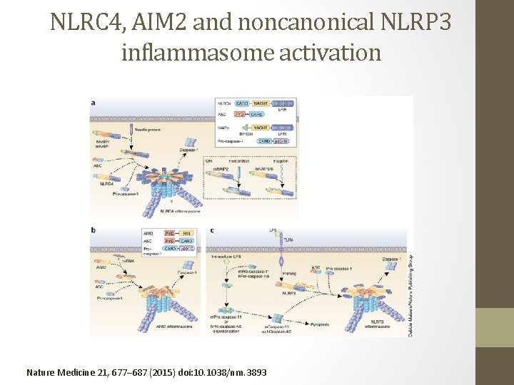 NLRC 4, AIM 2 and noncanonical NLRP 3 inflammasome activation Nature Medicine 21, 677–