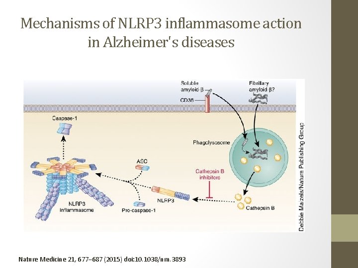 Mechanisms of NLRP 3 inflammasome action in Alzheimer's diseases Nature Medicine 21, 677– 687