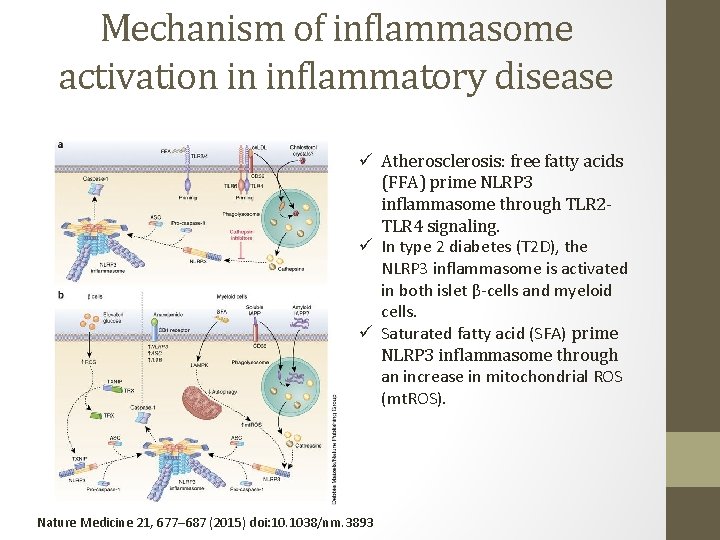 Mechanism of inflammasome activation in inflammatory disease ü Atherosclerosis: free fatty acids (FFA) prime
