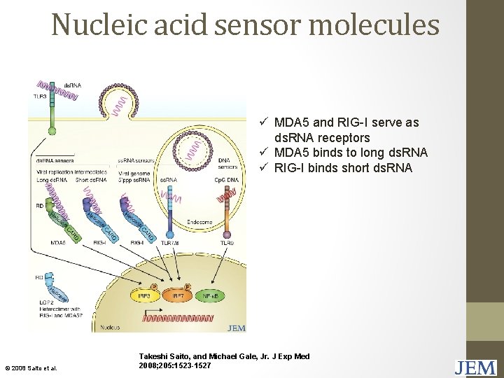 Nucleic acid sensor molecules ü MDA 5 and RIG-I serve as ds. RNA receptors