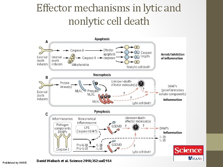 Effector mechanisms in lytic and nonlytic cell death Published by AAAS David Wallach et