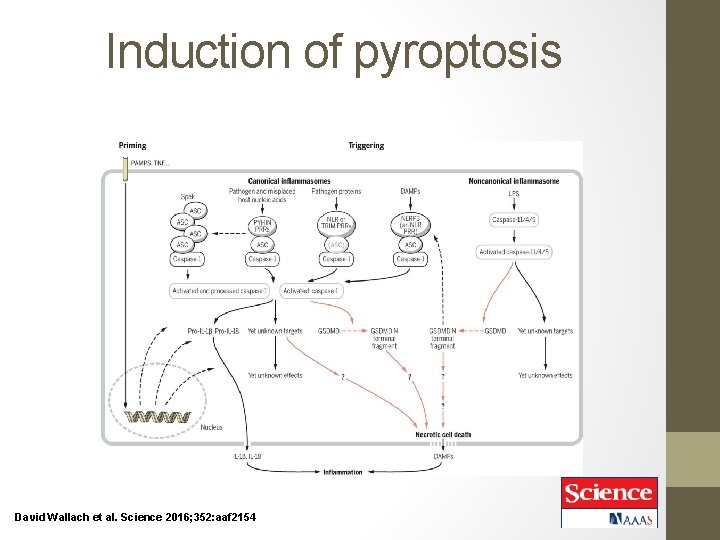 Induction of pyroptosis David Wallach et al. Science 2016; 352: aaf 2154 