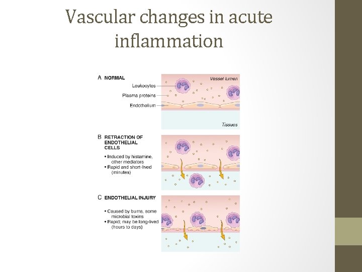 Vascular changes in acute inflammation 