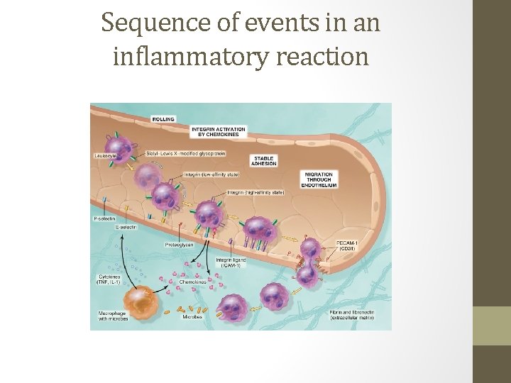 Sequence of events in an inflammatory reaction 