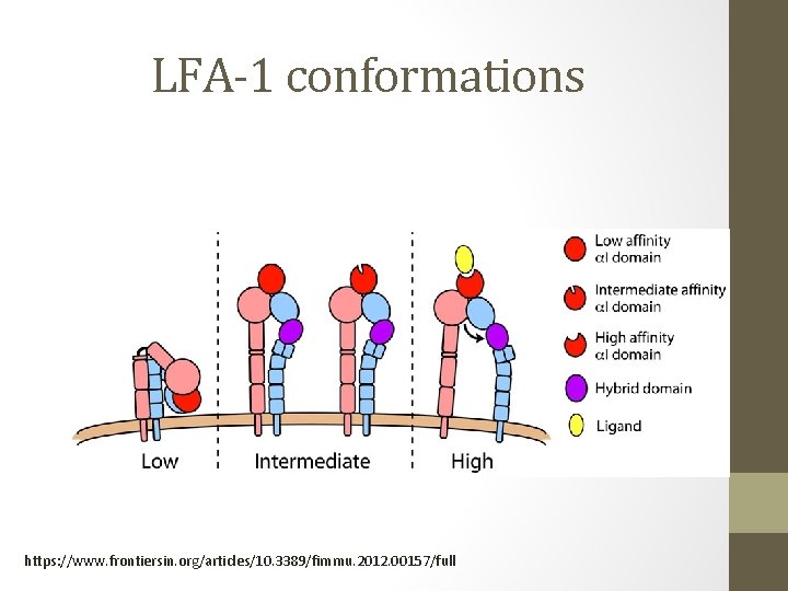 LFA-1 conformations https: //www. frontiersin. org/articles/10. 3389/fimmu. 2012. 00157/full 