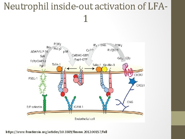 Neutrophil inside-out activation of LFA 1 https: //www. frontiersin. org/articles/10. 3389/fimmu. 2012. 00157/full 