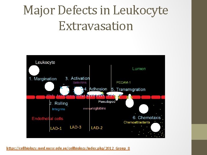 Major Defects in Leukocyte Extravasation https: //cellbiology. med. unsw. edu. au/cellbiology/index. php/2012_Group_8 