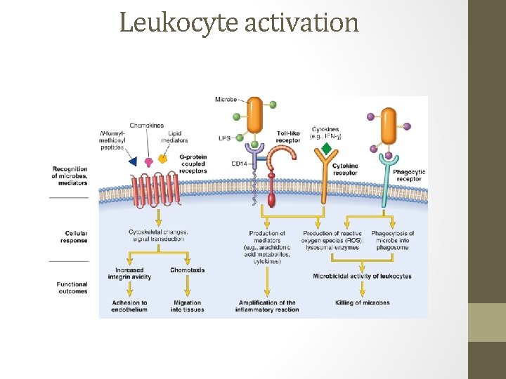 Leukocyte activation 