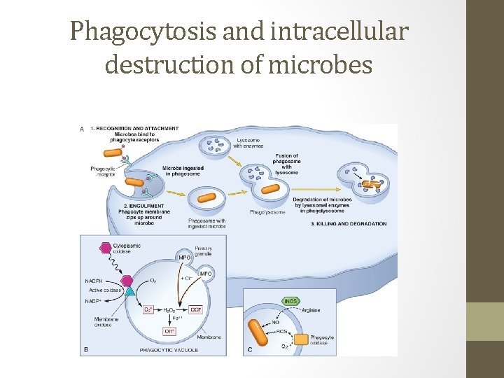 Phagocytosis and intracellular destruction of microbes 