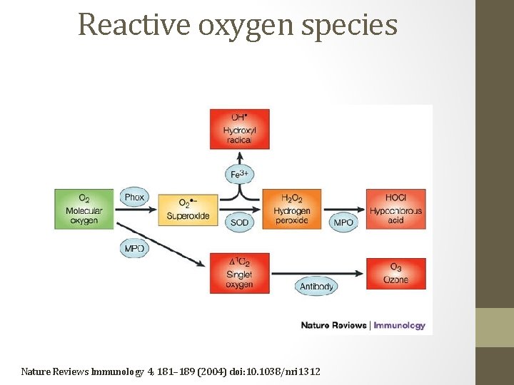 Reactive oxygen species Nature Reviews Immunology 4, 181– 189 (2004) doi: 10. 1038/nri 1312