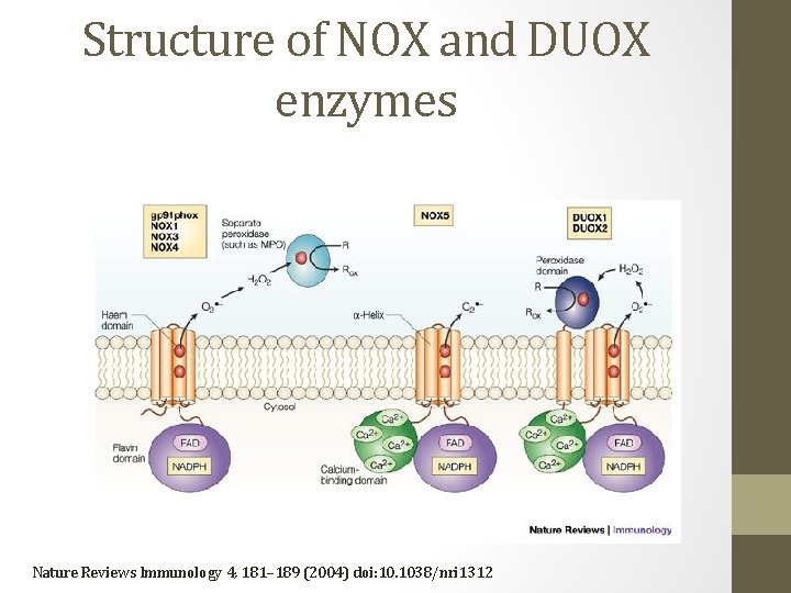 Structure of NOX and DUOX enzymes Nature Reviews Immunology 4, 181– 189 (2004) doi: