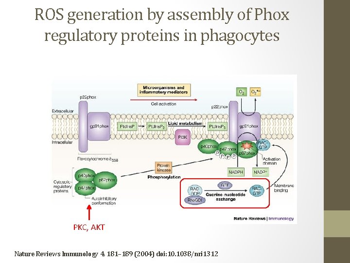 ROS generation by assembly of Phox regulatory proteins in phagocytes PKC, AKT Nature Reviews