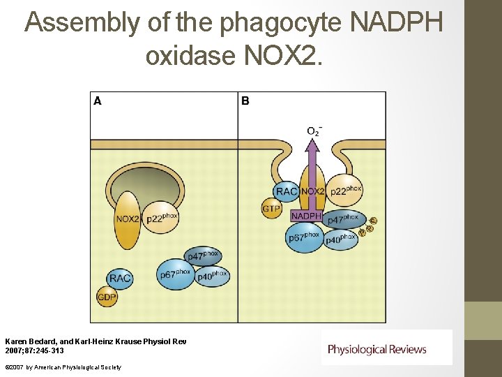 Assembly of the phagocyte NADPH oxidase NOX 2. Karen Bedard, and Karl-Heinz Krause Physiol