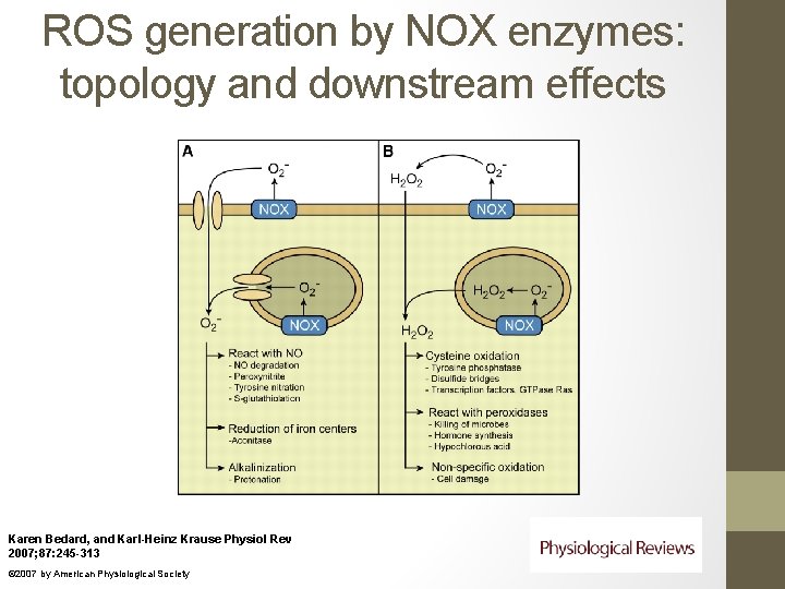 ROS generation by NOX enzymes: topology and downstream effects Karen Bedard, and Karl-Heinz Krause