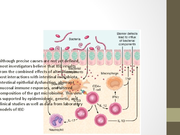 Although precise causes are not yet defined, most investigators believe that IBD results rom