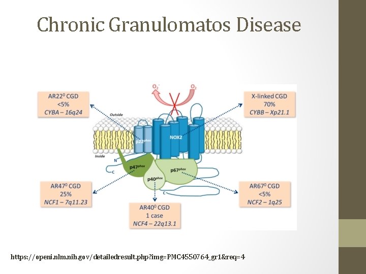 Chronic Granulomatos Disease https: //openi. nlm. nih. gov/detailedresult. php? img=PMC 4550764_gr 1&req=4 