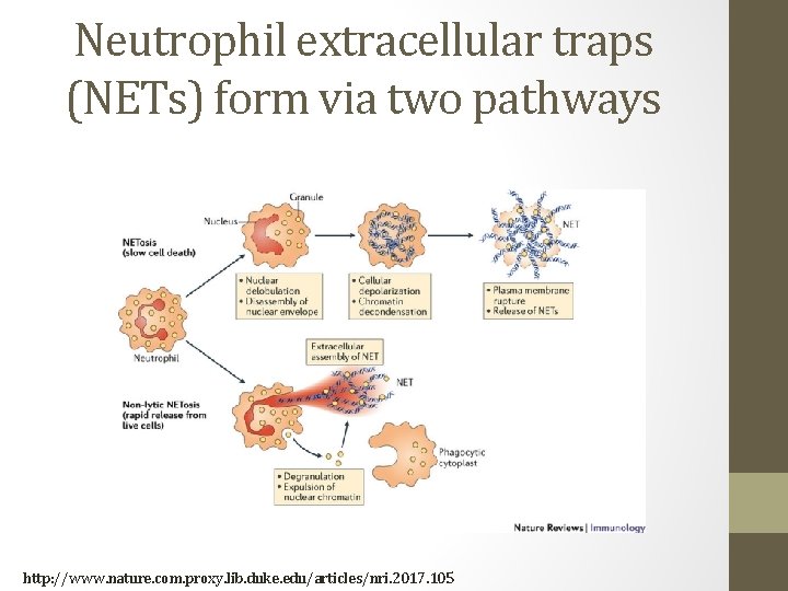 Neutrophil extracellular traps (NETs) form via two pathways http: //www. nature. com. proxy. lib.