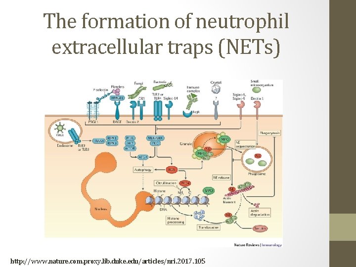 The formation of neutrophil extracellular traps (NETs) http: //www. nature. com. proxy. lib. duke.