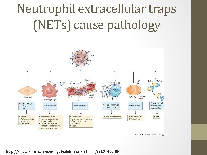 Neutrophil extracellular traps (NETs) cause pathology http: //www. nature. com. proxy. lib. duke. edu/articles/nri.