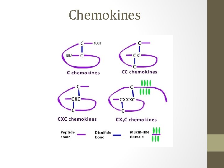 Chemokines 