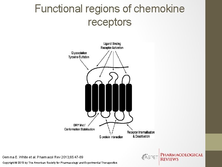 Functional regions of chemokine receptors Gemma E. White et al. Pharmacol Rev 2013; 65: