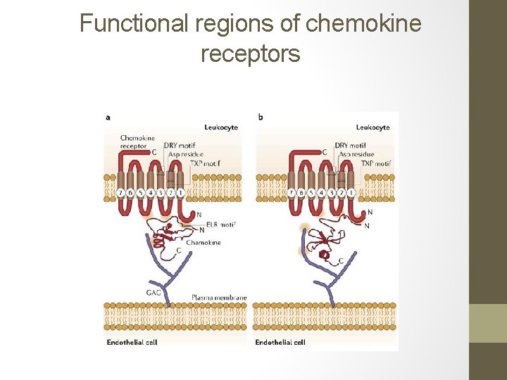 Functional regions of chemokine receptors 
