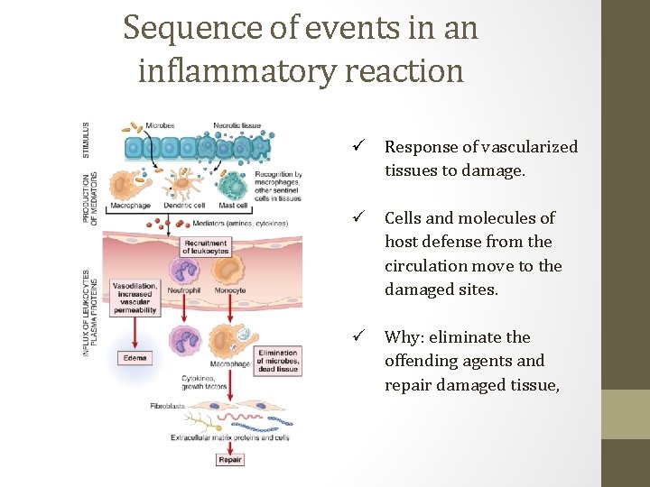 Sequence of events in an inflammatory reaction. ü Response of vascularized tissues to damage.