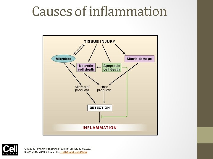 Causes of inflammation Cell 2010 140, 871 -882 DOI: (10. 1016/j. cell. 2010. 029)