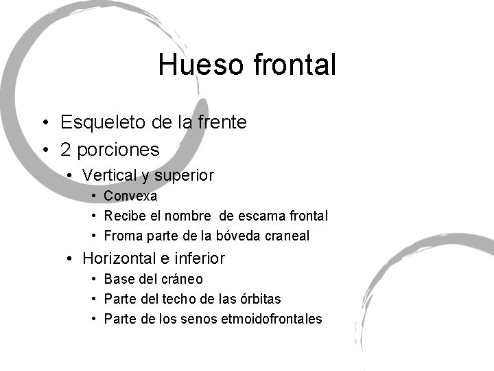 Hueso frontal • Esqueleto de la frente • 2 porciones • Vertical y superior