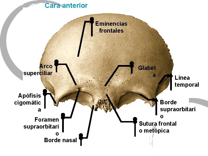 Cara anterior Eminencias frontales Arco superciliar Apófisis cigomátic a Foramen supraorbitari o Borde nasal