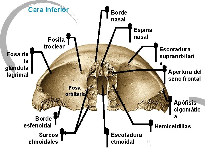 Cara inferior Borde nasal Espina nasal Fosita troclear Escotadura supraorbitari a Fosa de la