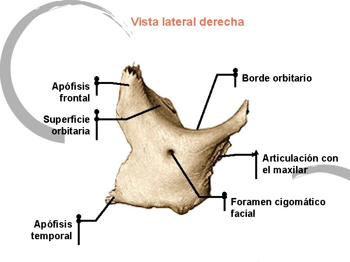 Vista lateral derecha Apófisis frontal Borde orbitario Superficie orbitaria Articulación con el maxilar Apófisis