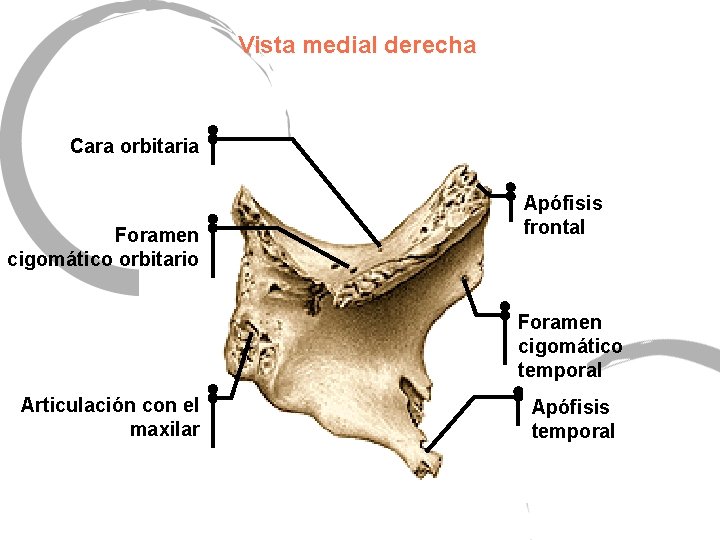 Vista medial derecha Cara orbitaria Foramen cigomático orbitario Apófisis frontal Foramen cigomático temporal Articulación