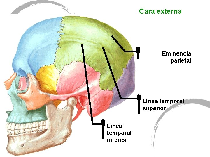 Cara externa Eminencia parietal Línea temporal superior Línea temporal inferior 