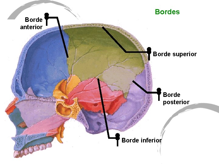 Bordes Borde anterior Borde superior Borde posterior Borde inferior 