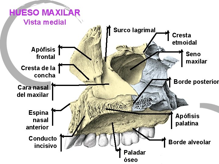 HUESO MAXILAR Vista medial Surco lagrimal Apófisis frontal Seno maxilar Cresta de la concha
